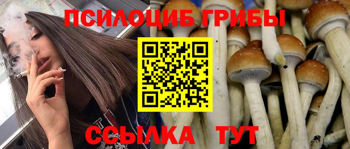 Псилоцибиновые грибы GOLDEN TEACHER  Псилоцибиновые грибы GOLDEN TEACHER  Вход с VPN  Биробиджан 